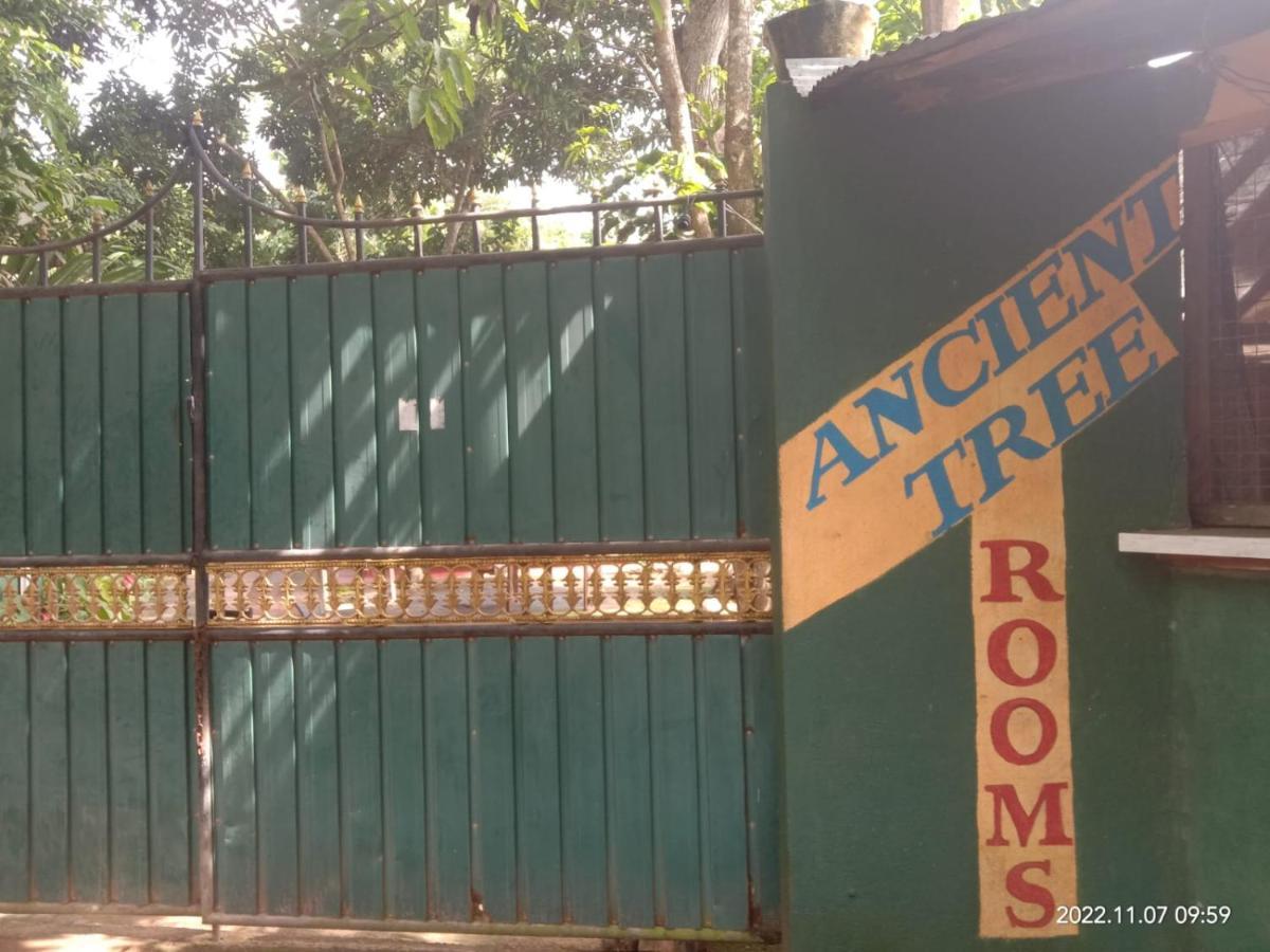 Hotel Ancient Tree Mirissa Exterior foto